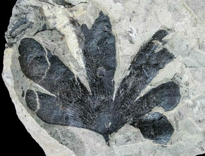 Wide, Early Cretaceous Gingko Leaf - Germany #77932